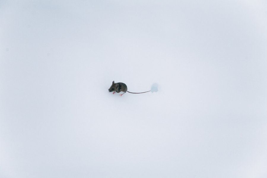 Train Across America